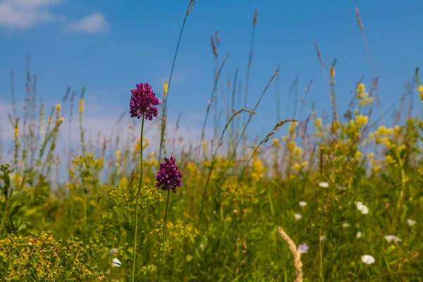 Summer meadow with multicolored wildflowers on background of blue sky