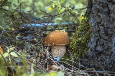 Ormanda porcini mantarı