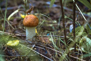 ormanda bir portakal şapka ile mantar