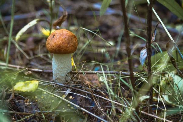 ormanda bir portakal şapka ile mantar