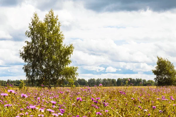 Birke Wächst Einem Blumenfeld Vor Bewölktem Himmel — Stockfoto