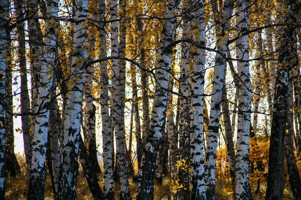 Obraz Tła Rząd Śnieżnobiałe Birches — Zdjęcie stockowe