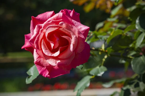 Bourgeon Rose Rouge Ouvert Forme Parfaite Dans Jardin Été — Photo