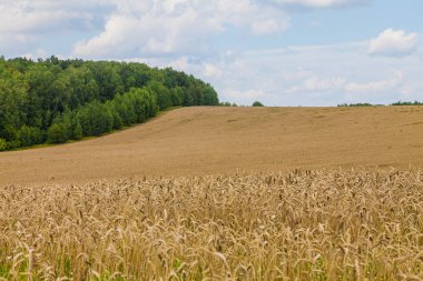 Bulutlu gökyüzü ve yeşil orman bir arka plan üzerinde olgun buğday Alanı