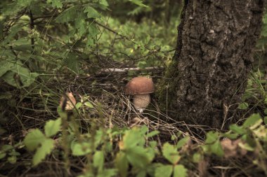     Ormanda taze porcini mantar