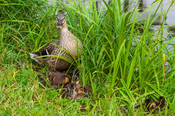 Mom duck guards the sleep of their ducklings