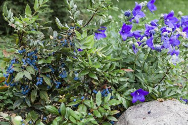 Mor çan ve mavi çilek ile yemyeşil çiçektar