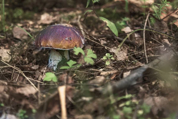 Yaz ormanında mükemmel şekilli porcini mantarı