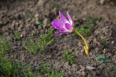 Yalnız büyüyen çiçek - Colchicum bir çan parlak pembe şeklinde