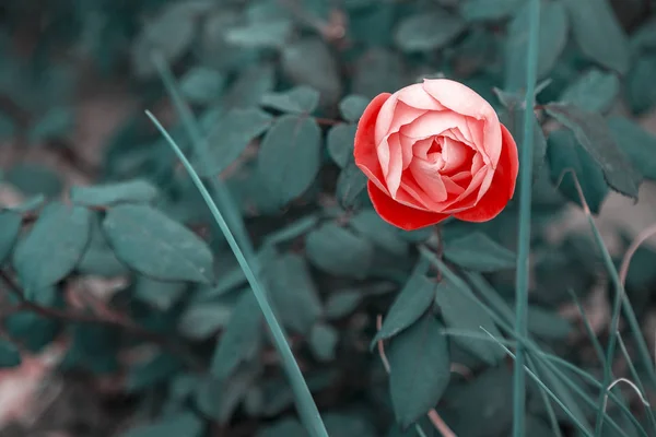 Botão Apertado Jardim Aumentou Cor Rosa Viva Contexto Folhagem Verde — Fotografia de Stock