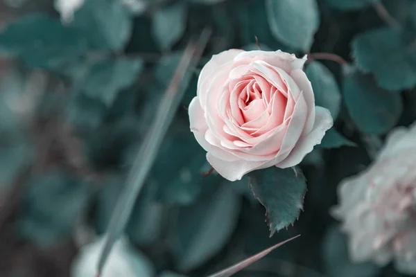 Pálido Rosa Jardín Rosa Brote Sobre Fondo Follaje Verde — Foto de Stock