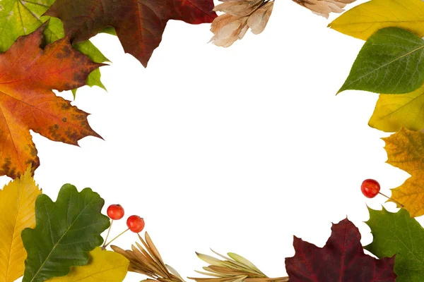 Herbstkomposition Rahmen Aus Herbstblättern Und Beeren Einen Weißen Isolierten Hintergrund — Stockfoto