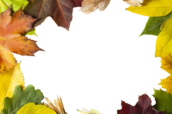 Rahmen Aus Gefallenen Bunten Herbstblättern Auf Weißem Isolierten Hintergrund — Stockfoto