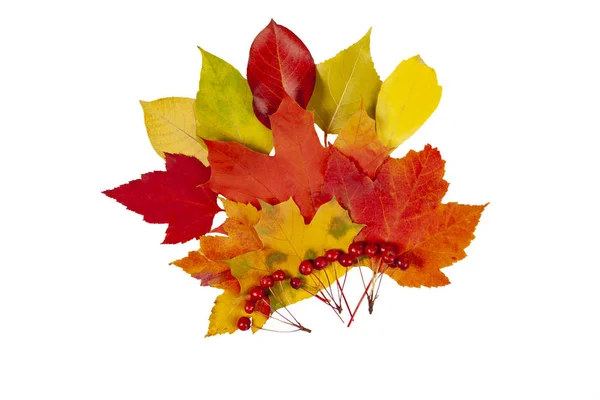 Herbstzusammensetzung Bunte Blätter Und Beeren Fächerförmig Auf Weißem Isoliertem Hintergrund — Stockfoto