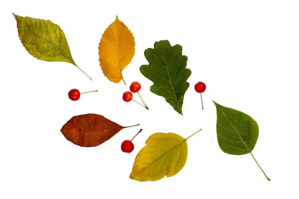 Herbstzusammensetzung Bunte Blätter Und Beeren Auf Weißem Isoliertem Hintergrund — Stockfoto