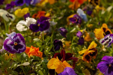Çiçek tarhında çok renkli çiçek viyolası.