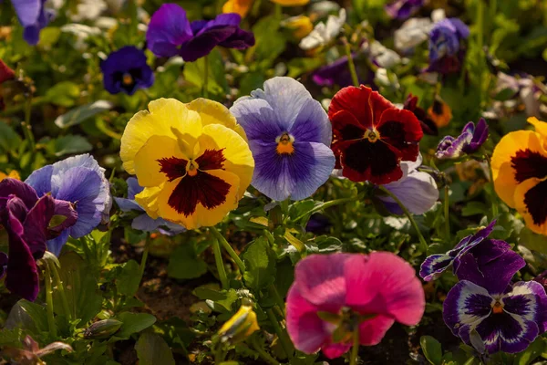 Three multi-colored viola flowers grow on a flowerbed planted with a lot of flowers