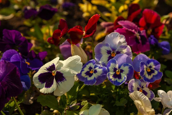 Multi-colored viola flowers grow on a flowerbed planted with a lot of flowers