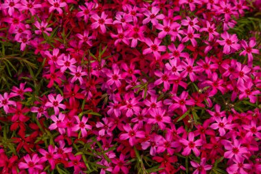 Arkaplan resmi - çiçek tarhında küçük pembe çiçekler ekilmiş.