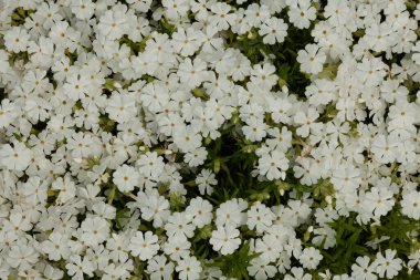 Arkaplan resmi - küçük beyaz çiçeklerden oluşan sürekli bir halı ile kaplı çiçek tarhı