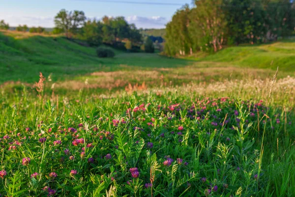 Trevo Florescente Cresce Contra Pano Fundo Vale Pitoresco — Fotografia de Stock