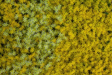 Arkaplan resmi - çiçek tarhı tamamen küçük sarı ve beyaz çiçeklerle kaplı.