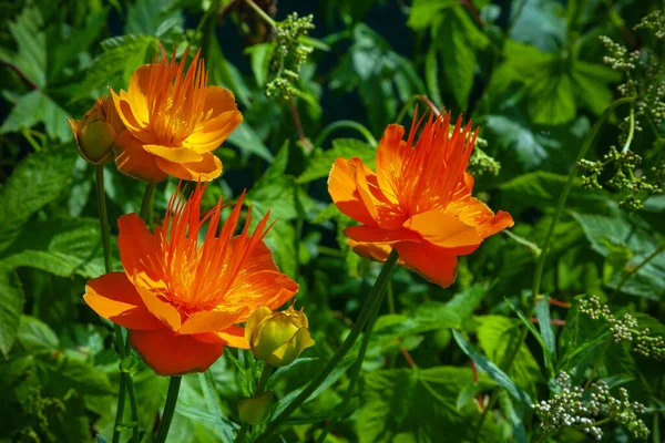 Drei Große Orangefarbene Blütenknospen Auf Grünem Laub — Stockfoto