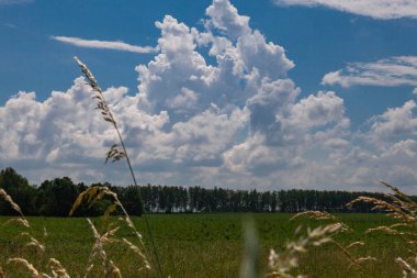 Yaz manzarası. Bulutlu bir gökyüzüne karşı yeşil bir alan. Arka planda bir sıra ağaç var.