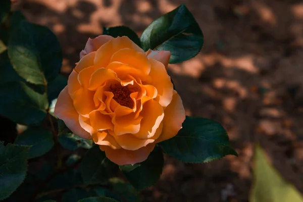 Geöffnete Orangefarbene Rosenknospe Umgeben Von Grünem Laub — Stockfoto