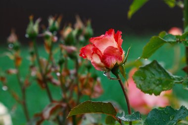 Bahçedeki gül tomurcukları yağmur üstüne su damlalarıyla kaplıydı.