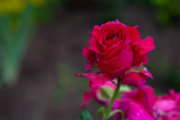赤い庭は雨滴で覆われたバラの芽 — ストック写真