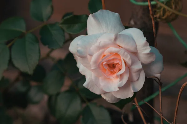 Otwarty Różowy Ogród Różany Pączek Róży Tle Zielonych Liści — Zdjęcie stockowe