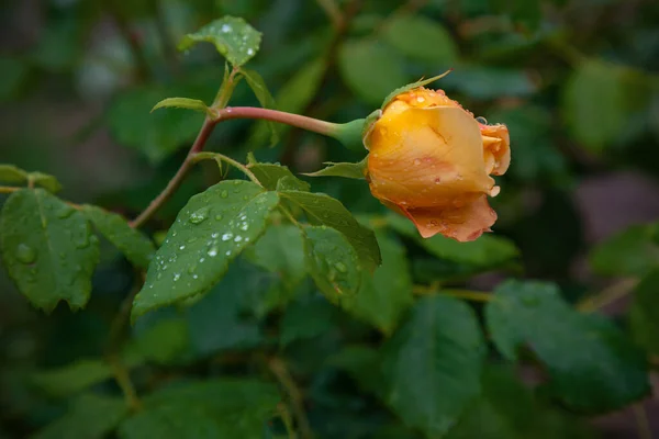 Halb Geöffnete Gartenrosenknospe Regentropfen — Stockfoto