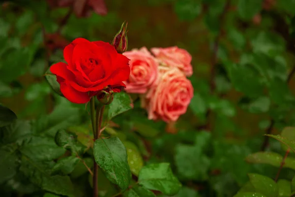 Великий Бутон Червоної Троянди Вкритий Краплями Дощової Води Зеленому Розмитому — стокове фото