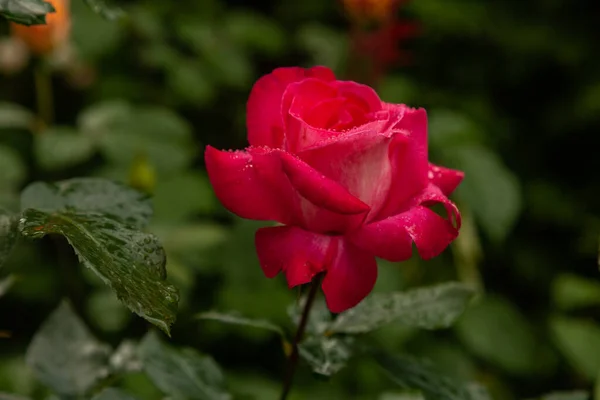 Gran Brote Perfecta Forma Rosa Brillante Cubierto Con Gotas Agua — Foto de Stock