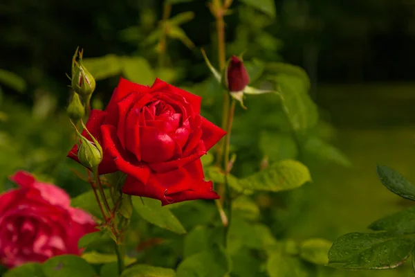 Большой Бутон Идеальной Формы Красной Розы Покрытой Капельками Дождевой Воды — стоковое фото