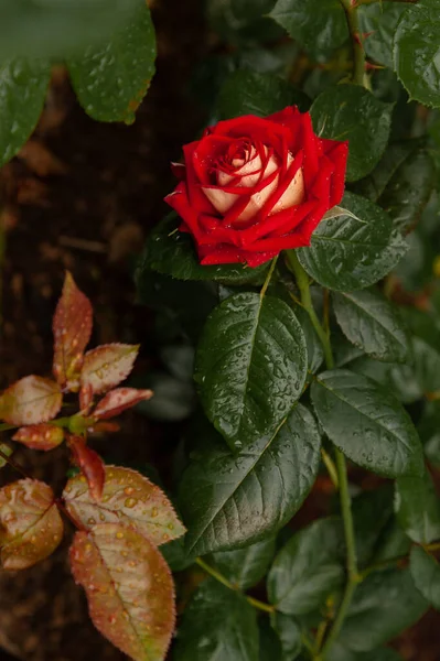 Rose Avec Grand Bourgeon Rouge Rose Forme Parfaite Recouvert Gouttes — Photo