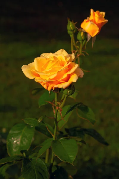 Garten Wächst Eine Rose Mit Großen Gelben Knospen Die Mit — Stockfoto