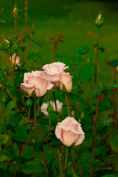 Garten Rosenstrauch Mit Großen Rosa Knospen Die Mit Tau Bedeckt — Stockfoto