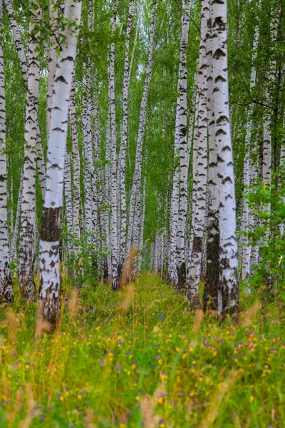Białe Brzozy Zielonymi Liśćmi Rosną Rzędach Lesie — Zdjęcie stockowe