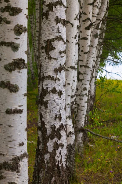 Plusieurs Bouleaux Blancs Poussent Rangée Lisière Forêt — Photo