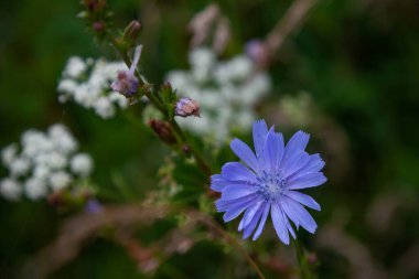 Mavi hindiba çiçeği bulanık arkaplanı kapatır
