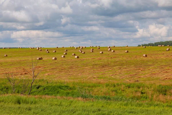 Balle Erba Tagliata Sparse Casualmente Campo — Foto Stock