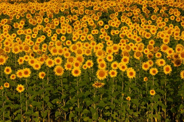 Background Image Field Blooming Sunflowers — Stock Photo, Image