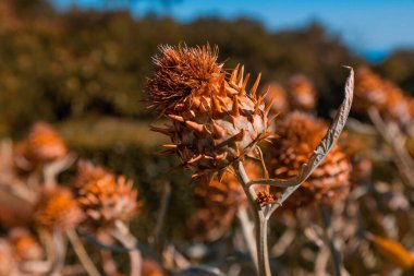 Enginarın dikenli Kırım çiçeği bahçede yetişir.