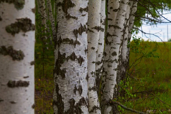 Les Bouleaux Blancs Sont Peine Lisière Forêt — Photo