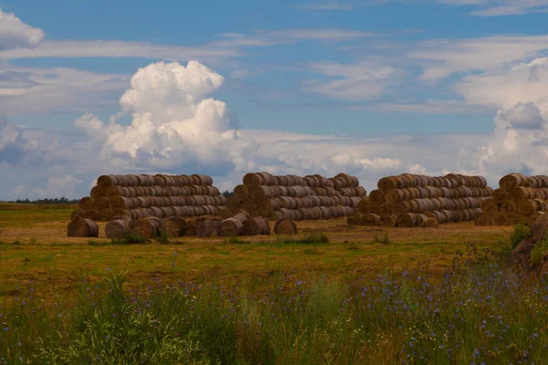 Αγροτικό Τοπίο Ρολά Κομμένου Χόρτου Στοιβαγμένα Στοίβες Στο Χωράφι — Φωτογραφία Αρχείου