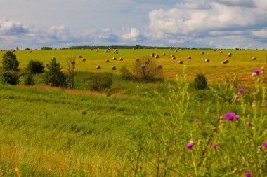 Otlar tarlaya saçıldı.