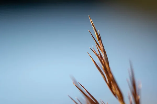 Ciğeri bir bıçak ucu close-Up
