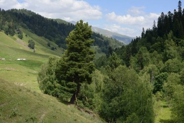 Yaz dağı manzarası. Alp manzarası, ön planda eğri dallı bir köknar ağacı..